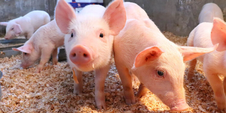 Cuide a sus animales por las altas temperaturas