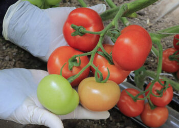 Cultivando tomate en casa