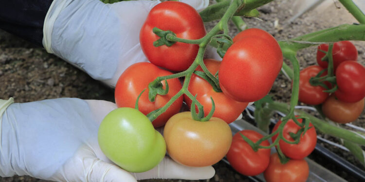 Cultivando tomate en casa