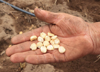 Cultivo de granos básicos favorece la conservación de suelos