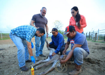 Curación de ombligos en terneros clave para prevenir propagación del Gusano Barrenador del Ganado