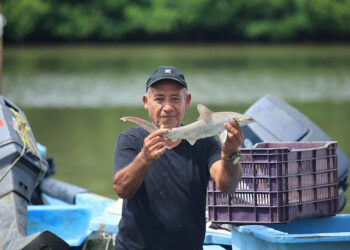 Determinan veda para tiburones y pargos en el litoral atlántico