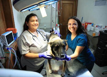 Detrás de cada animal protegido, hay un veterinario comprometido