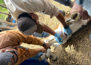 Dispersadas más de 575 millones de moscas estériles para combatir el Gusano Barrenador del Ganado