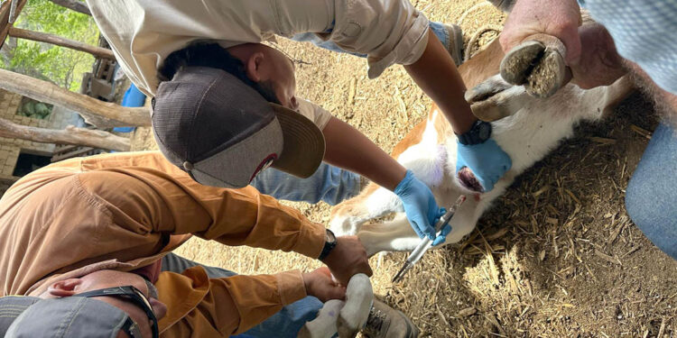 Dispersadas más de 575 millones de moscas estériles para combatir el Gusano Barrenador del Ganado