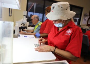 Dispersadas más de 804 millones de moscas estériles para el combate del Gusano Barrenador del Ganado