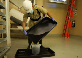 Dispersadas más de 804 millones de moscas para erradicar el Gusano Barrenador del Ganado