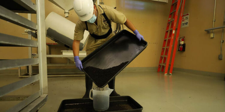 Dispersadas más de 804 millones de moscas para erradicar el Gusano Barrenador del Ganado