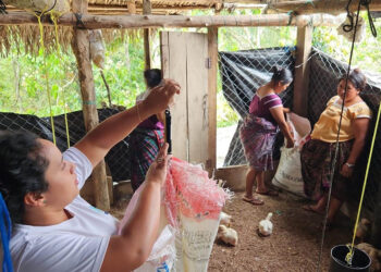 Distribuyen concentrado en granjas ubicadas en Zona de Adyacencia
