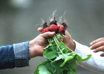 El cultivo de rábano brinda beneficios nutricionales y económicos