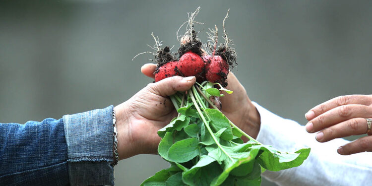 El cultivo de rábano brinda beneficios nutricionales y económicos