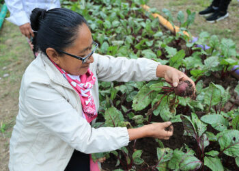 El cultivo de remolacha en huertos familiares