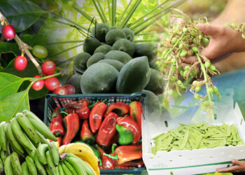 Emitidos más de 17 mil certificados fitosanitarios de exportación