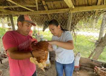Fortalecen producción avícola en San Francisco, Petén