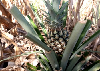 Fortalecen producción de piña y cacao de Melchor de Mencos