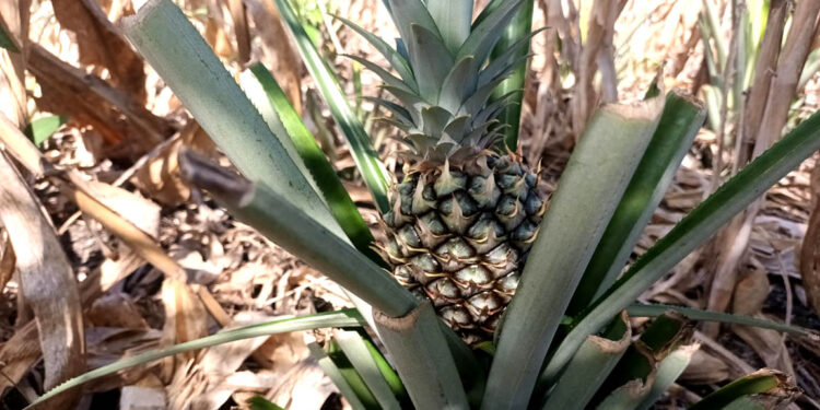 Fortalecen producción de piña y cacao de Melchor de Mencos