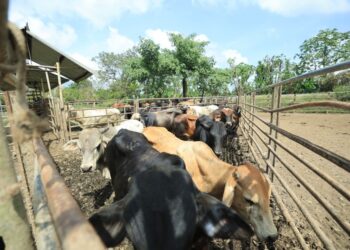 Conozca cómo se trabaja en los puestos de control del Gusano Barrenador del Ganado