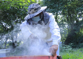 Hay que recolectar la miel protegiendo a las abejas