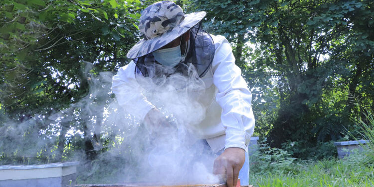 Hay que recolectar la miel protegiendo a las abejas