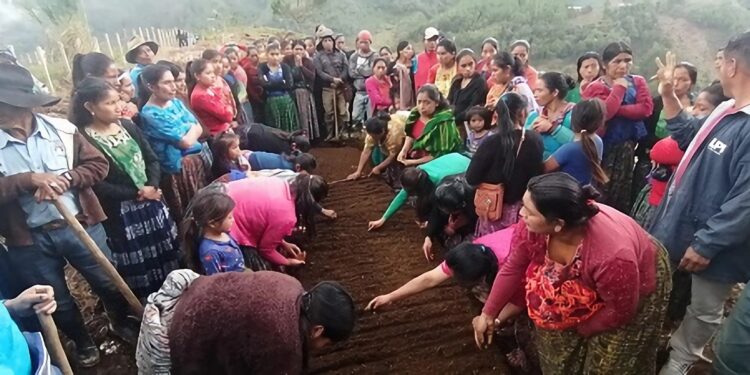 Huertos fortalecerán agricultura familiar en San Juan Chamelco