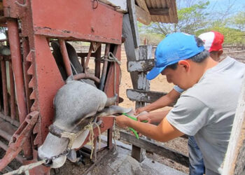 Identifican a bovinos de cuatro fincas como parte del control sanitario
