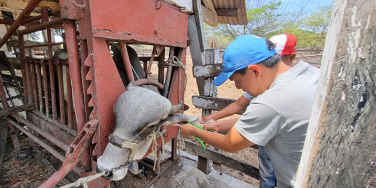 Identifican a bovinos de cuatro fincas como parte del control sanitario