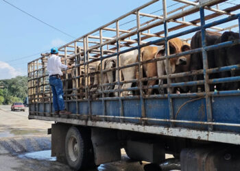 Inspeccionados más de 67 mil animales en puestos de control por Gusano Barrenador del Ganado