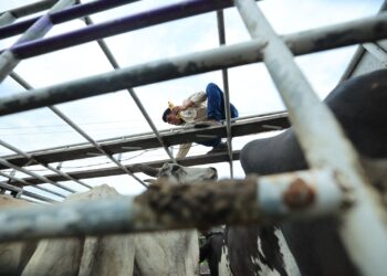 La Curabichera se utiliza para curar heridas y prevenir el Gusano Barrenador del Ganado