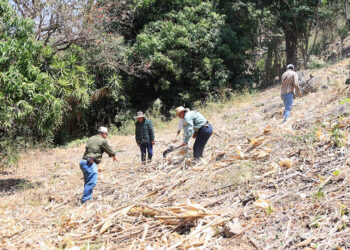 La importancia del mulch en la agricultura