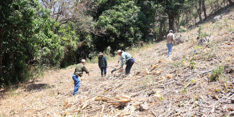 La importancia del mulch en la agricultura