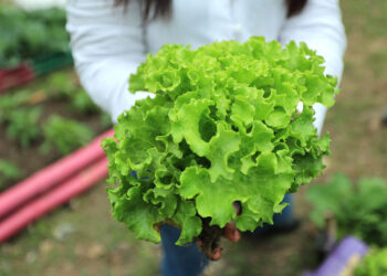 La lechuga es un cultivo común en los huertos