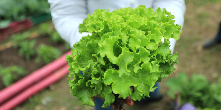 La lechuga es un cultivo común en los huertos