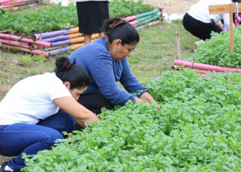 La planta aromática que pone el sabor