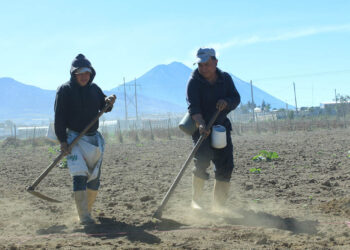 Las buenas prácticas agrícolas mejoran los cultivos