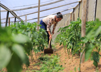 Los sistemas de ambiente controlado mejoran la producción agrícola