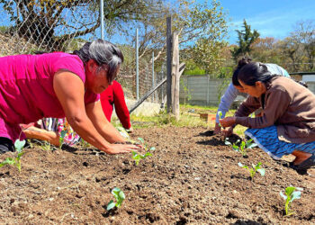Más familias huehuetecas están implementando huertos familiares