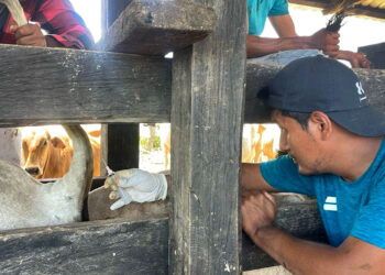 Productor ganadero de El Chal recibe asistencia para exportar bovinos