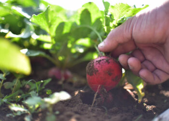 Promueven agricultura familiar y huertos familiares en Huehuetenango