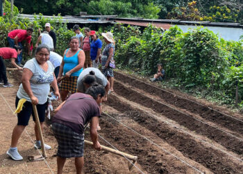 Promueven prácticas agrícolas sostenibles para mejorar la nutrición familiar