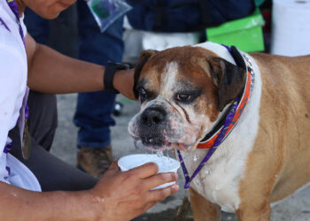 Proteja a sus mascotas durante la época de calor