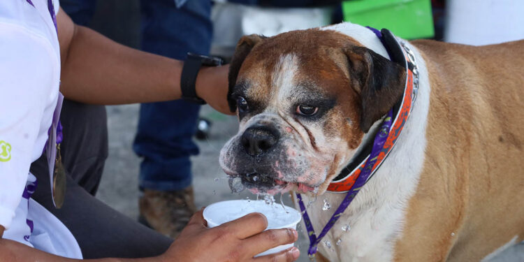 Proteja a sus mascotas durante la época de calor