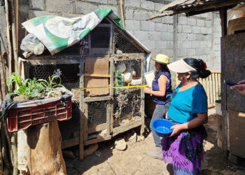 Proyecto comunitario de gallineros en Santa Lucía Milpas Altas