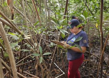 Realizan monitoreos de cangrejo en Parque Nacional Sipacate-Naranjo