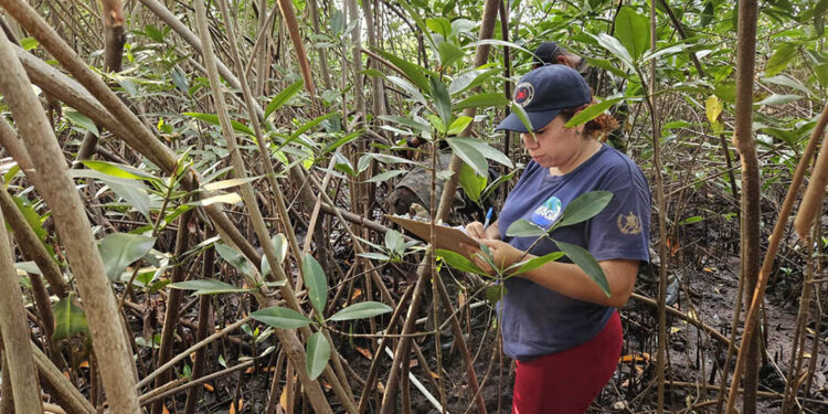 Realizan monitoreos de cangrejo en Parque Nacional Sipacate-Naranjo