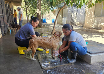 Recomendaciones para el cuidado de sus mascotas por el Gusano Barrenador del Ganado