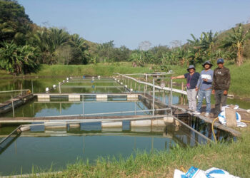 Se fortalece la producción acuícola en Petén con asistencia técnica especializada