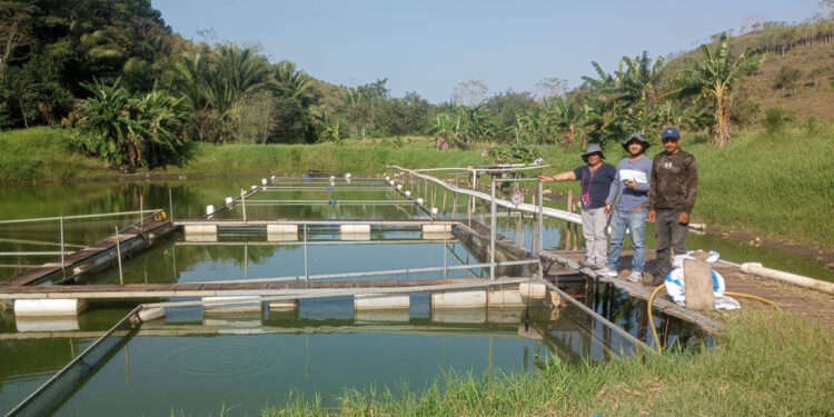 Se fortalece la producción acuícola en Petén con asistencia técnica especializada