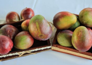 Seguimiento a las acciones que garantizan la exportación de mango hacia los Estados Unidos