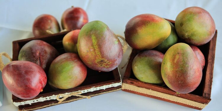 Seguimiento a las acciones que garantizan la exportación de mango hacia los Estados Unidos
