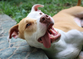 Si saldrá al exterior con su mascota en Semana Santa, debe cumplir estos requisitos